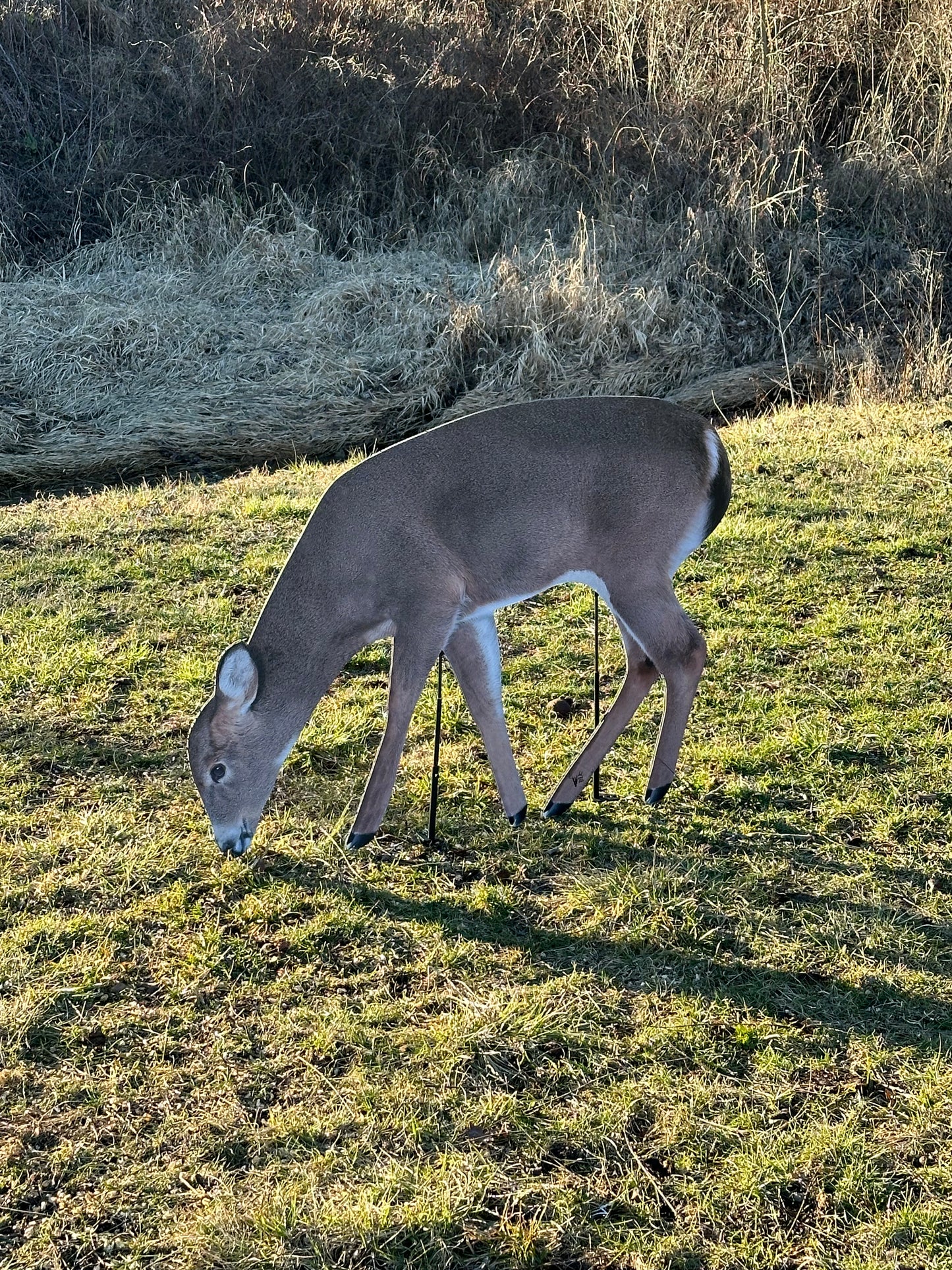 Dilly Doe