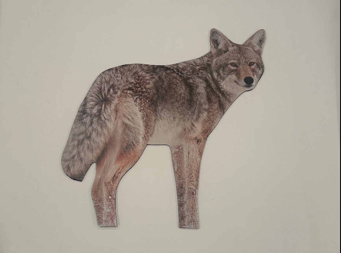 Brody The Coyote