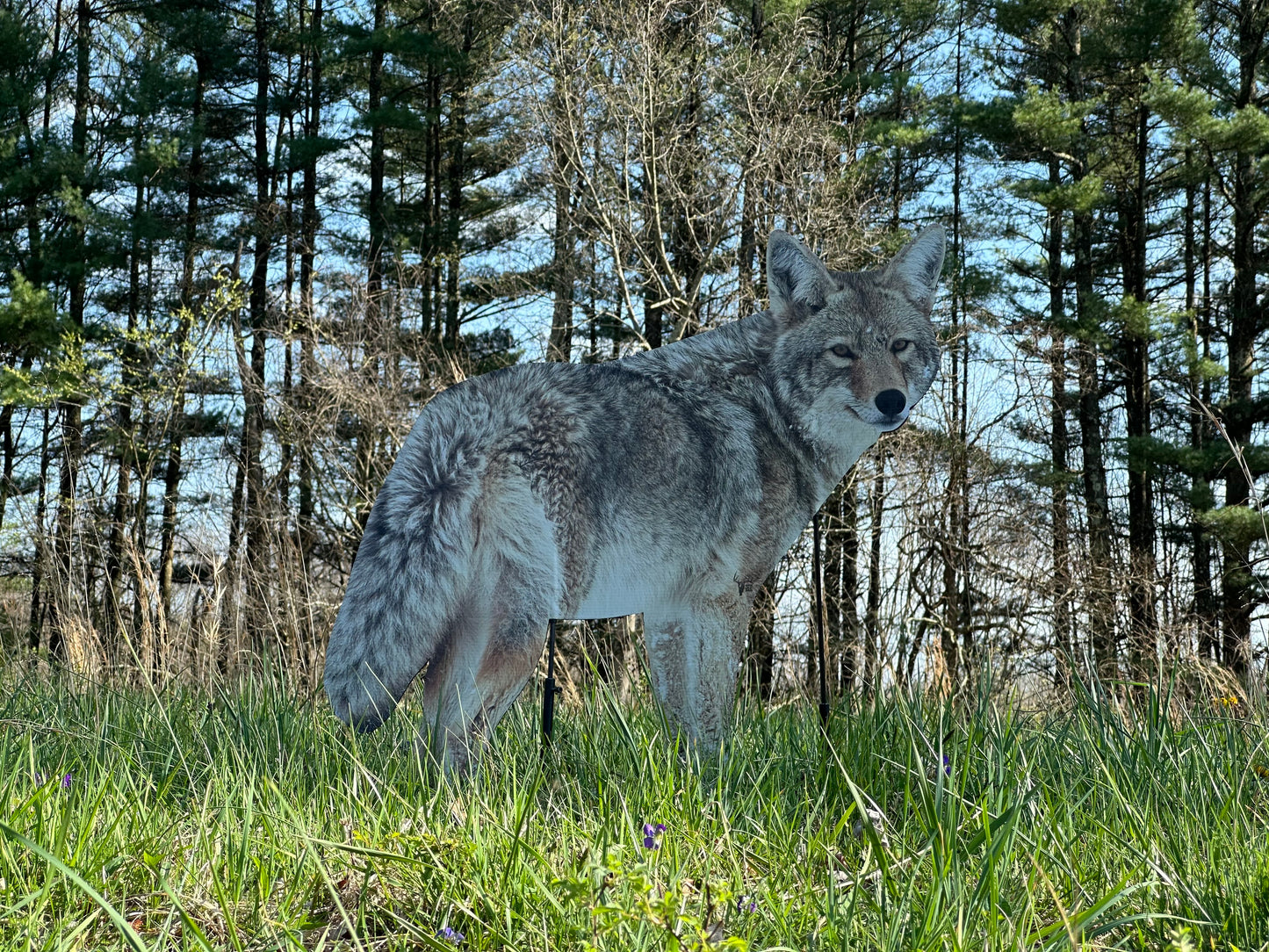 Brody The Coyote