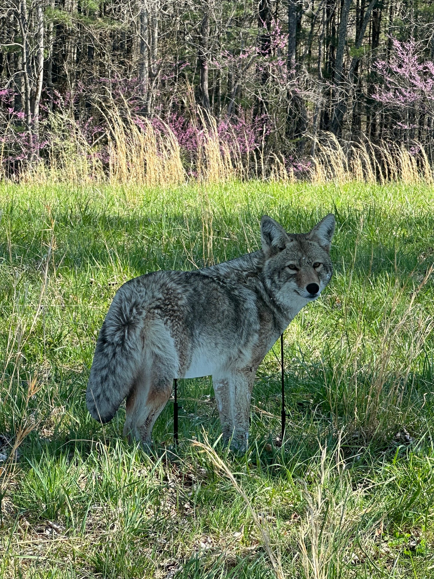 Brody The Coyote
