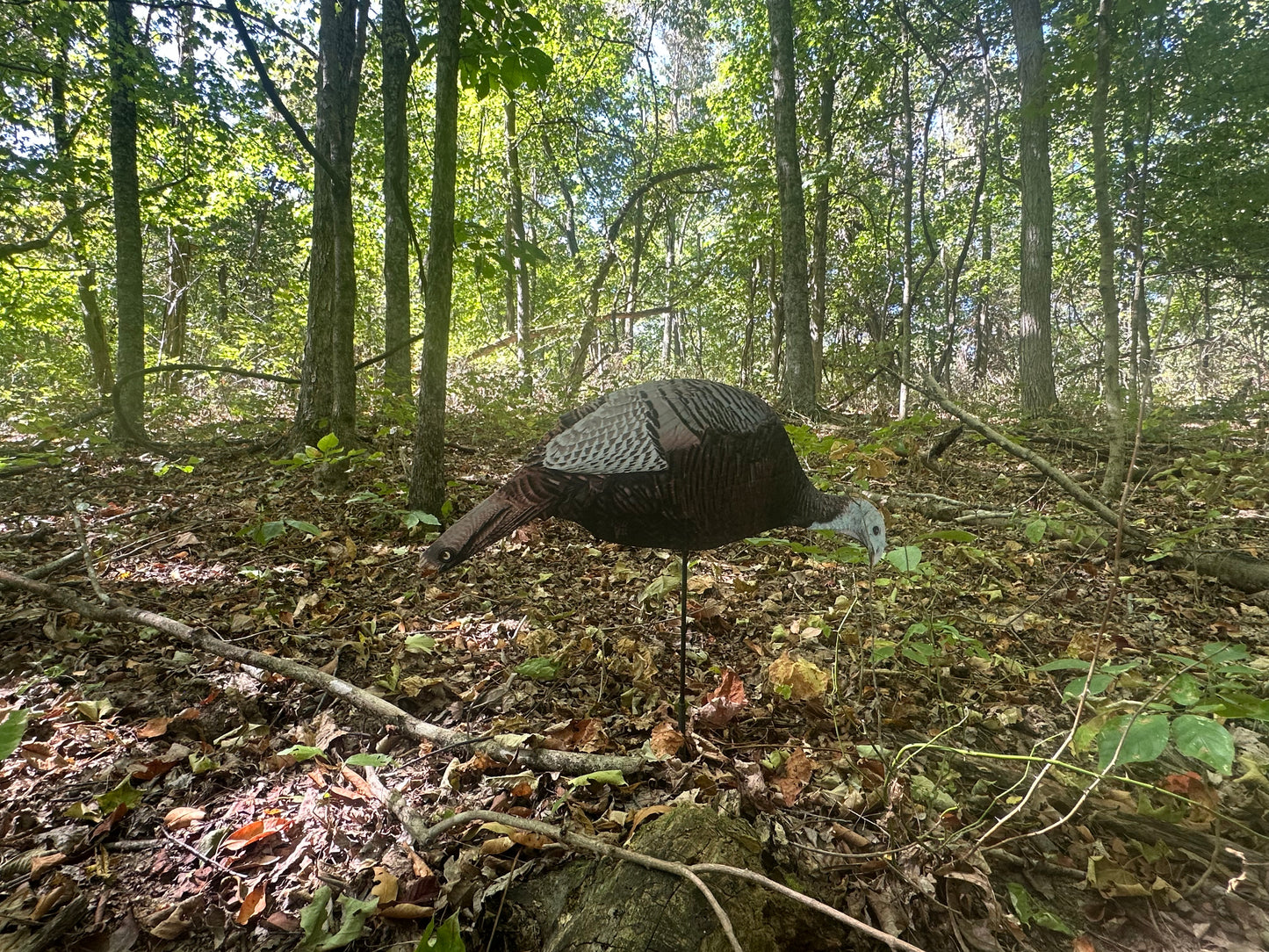Holly Hen (Feeding Hen)