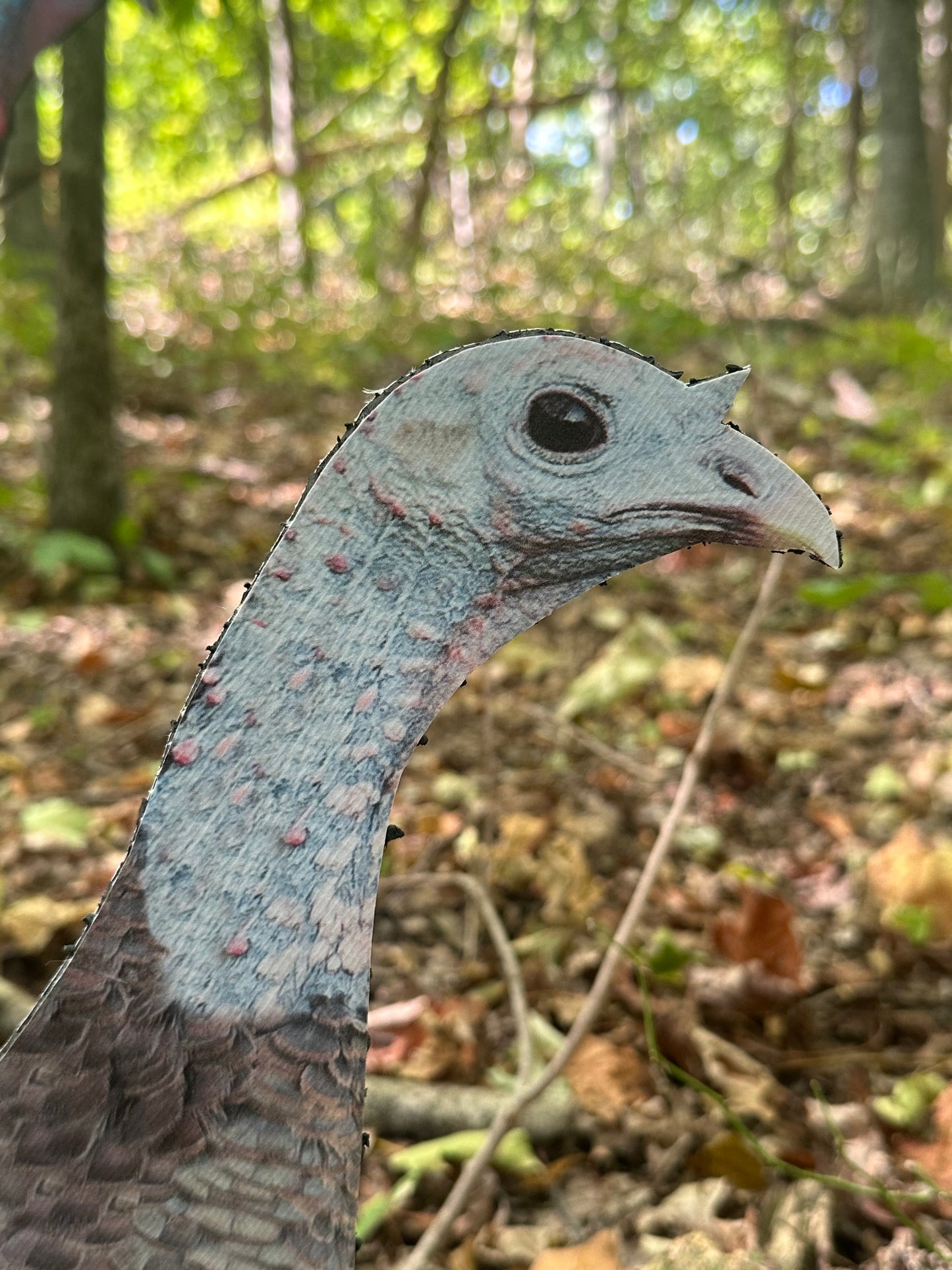 Holly Hen (Head Up)