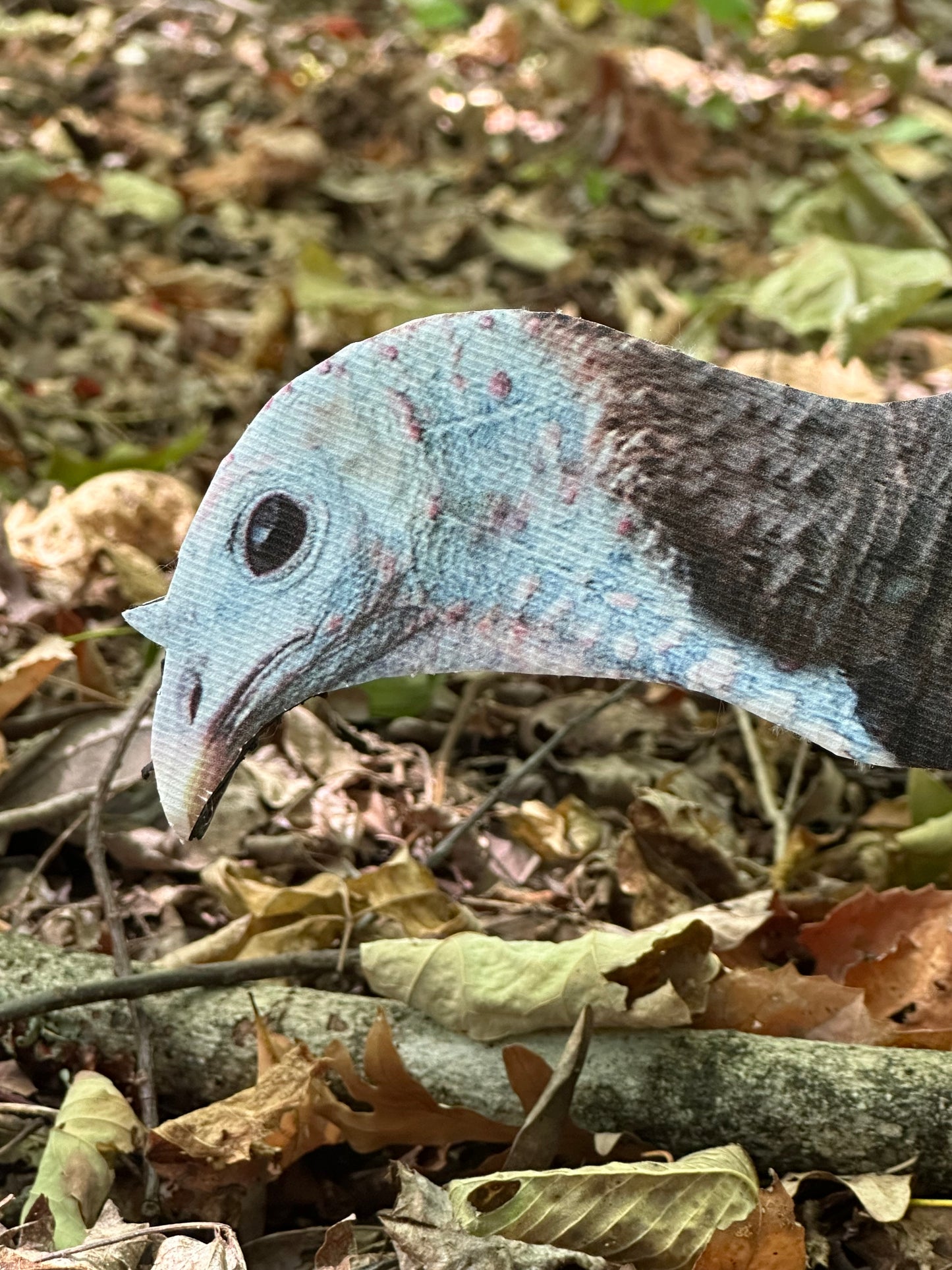 Holly Hen (Feeding Hen)