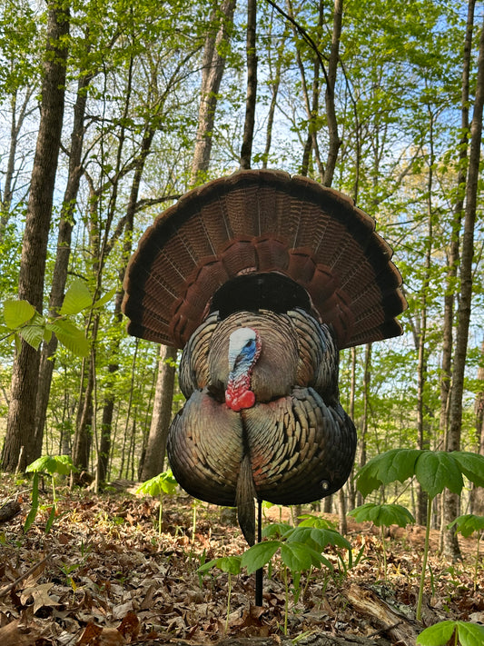 Big John (Strutting Tom)