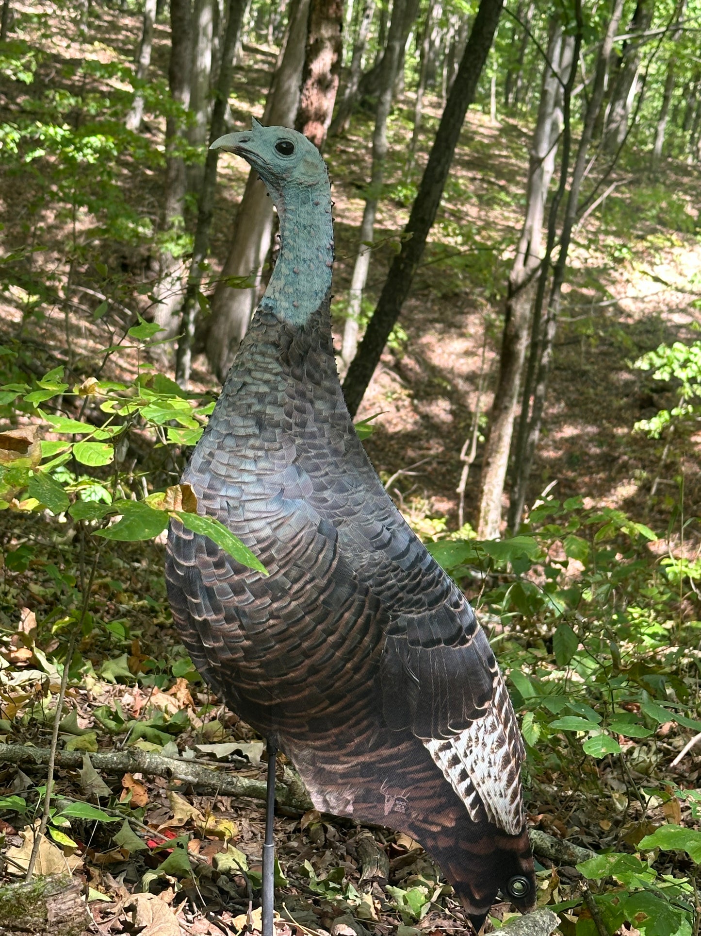 Holly Hen (Head Up)