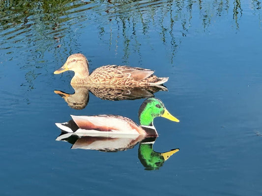 “Floaters” (Up Right) Floating Silhouettes. Drake & Hen Combo