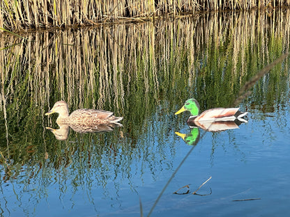 “Floaters” (Up Right) Floating Silhouettes. Drake & Hen Combo