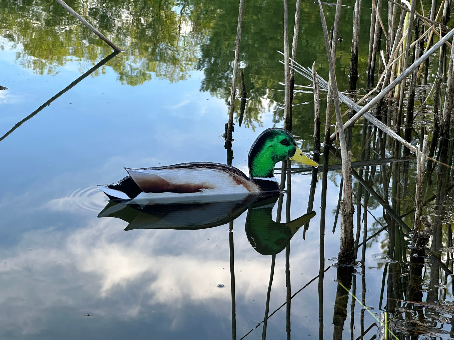 “Floaters” (Up Right) Floating Silhouettes. Drake & Hen Combo