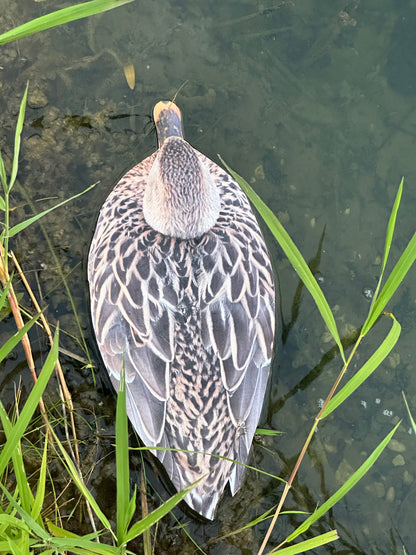 “Floaters” (Flats) Floating Silhouettes. Drake / Hen