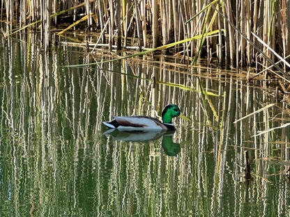 “Floaters” (Up Right) Floating Silhouettes. Drake & Hen Combo