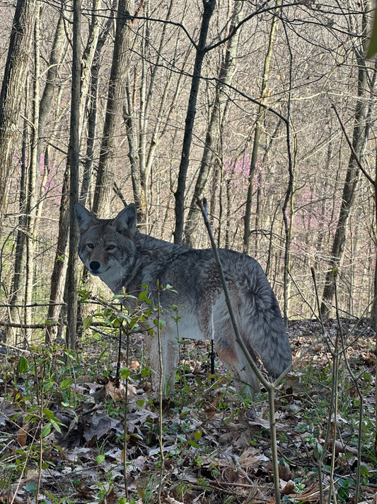 Brody The Coyote