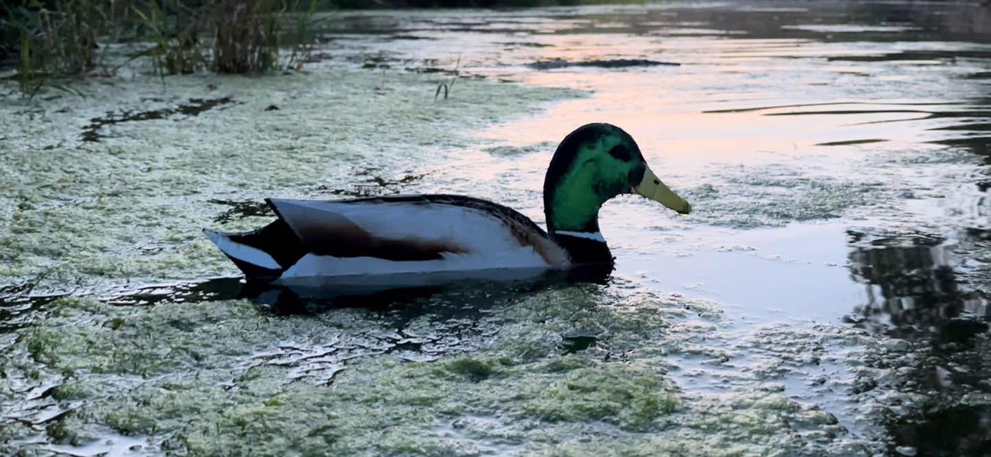 “Floaters” (Up Right) Floating Silhouettes. Drake & Hen Combo