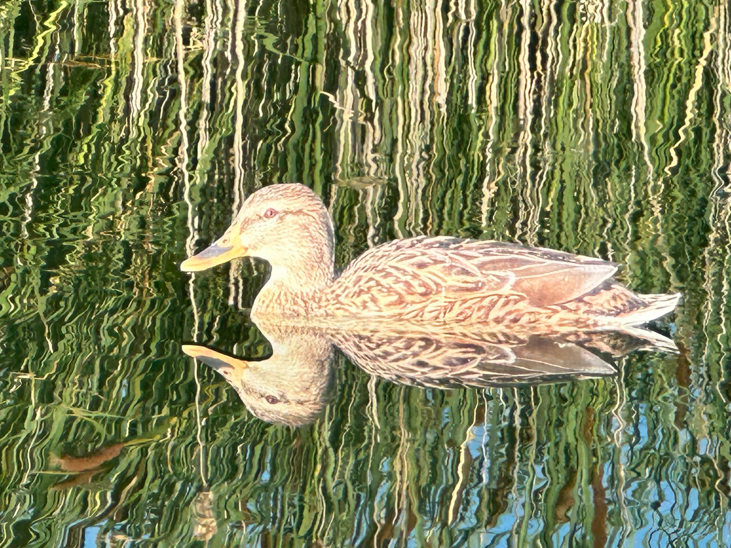 “Floaters” (Up Right) Floating Silhouettes. Drake & Hen Combo