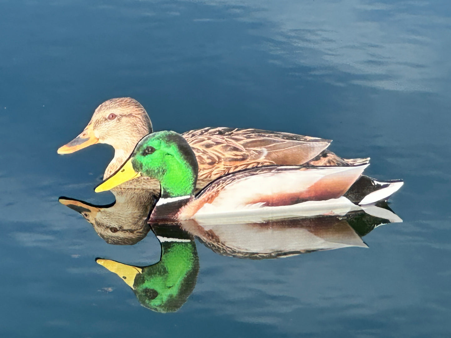 “Floaters” (Up Right) Floating Silhouettes. Drake & Hen Combo