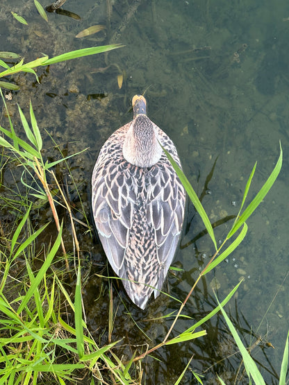 “Floaters” (Flats) Floating Silhouettes. Drake / Hen