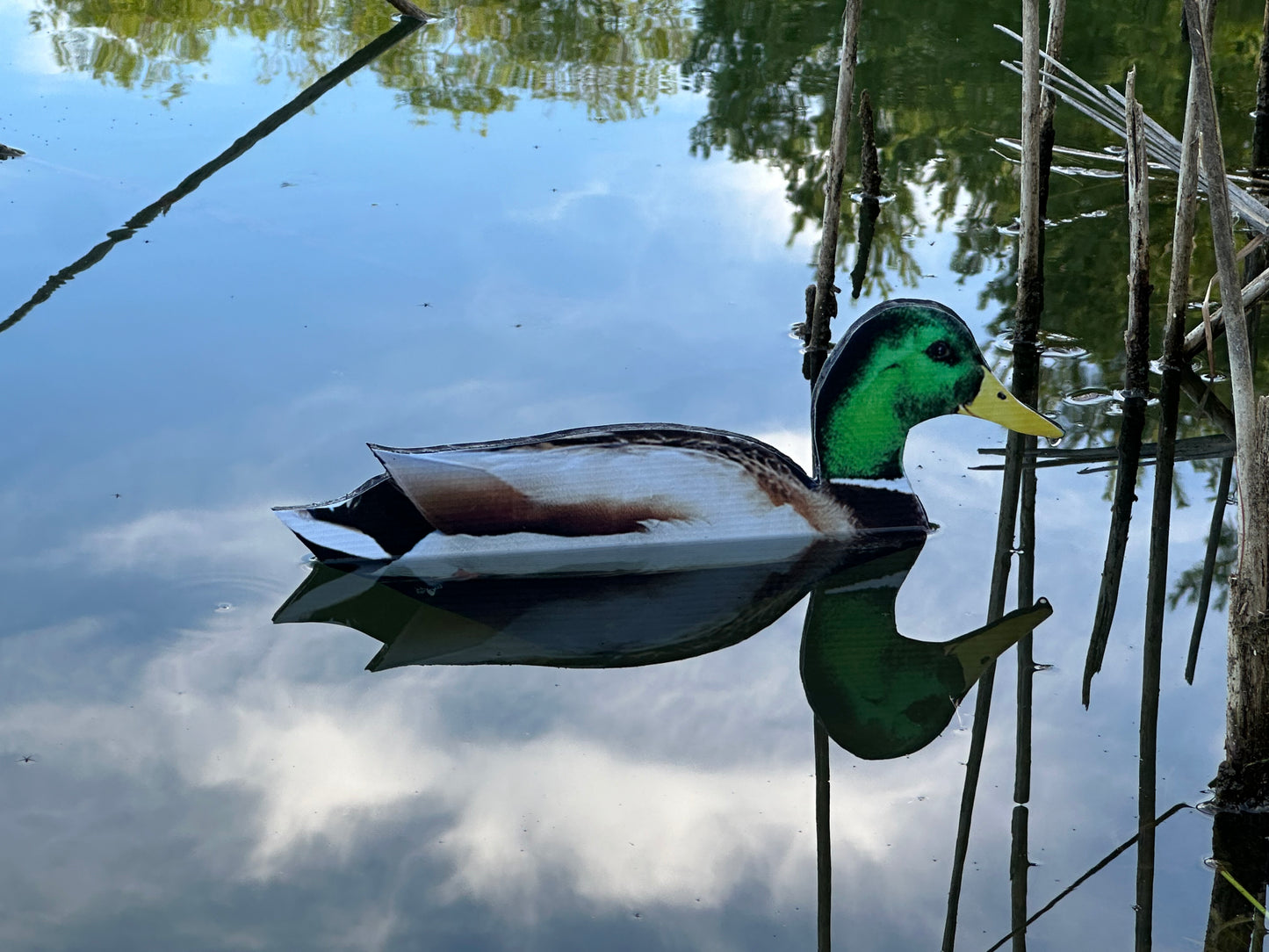 “Floaters” (Up Right) Floating Silhouettes. Drake & Hen Combo