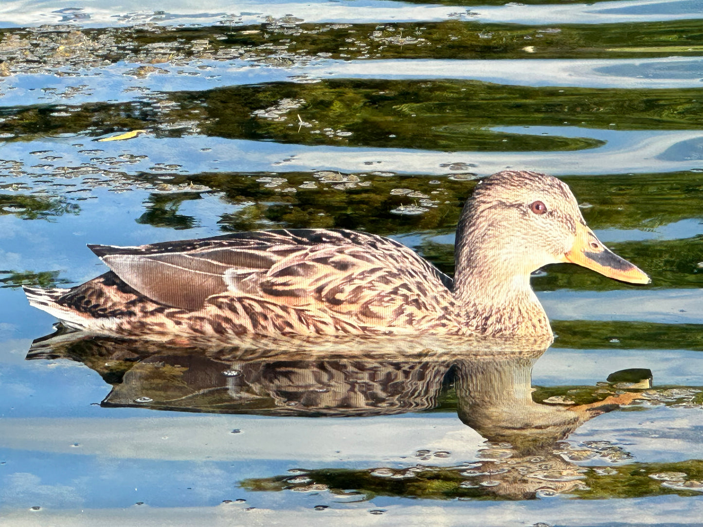 “Floaters” (Up Right) Floating Silhouettes. Drake & Hen Combo