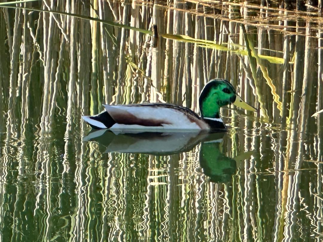 “Floaters” (Up Right) Floating Silhouettes. Drake & Hen Combo